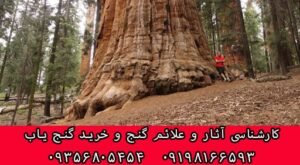 درخت حیات در گنج و دفینه یابی